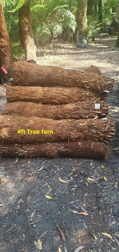 Tree fern trunks , Dicksonia antarctica x 4ft tall . - Picture 3 of 5