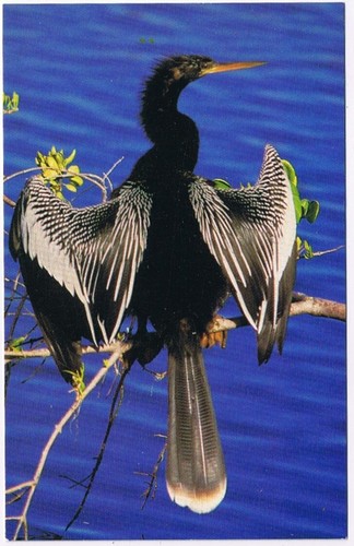Postcard Animal Bird The Anhinga Snake Bird Florida