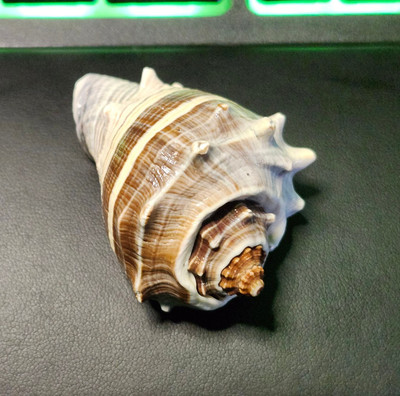  Melongenidae - Melongena melongena Caribbean Brown Crown Conch Sea Snail Shell