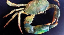 Museumsqualit&auml;t Scylla serrata Riesenschlammkrabbe Taxidermie, gereinigt & gef&uuml;llt