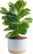 Little Fiddle Leaf Fig, Live Indoor Ficus Lyrata Plant in Indoors Garden Plant P