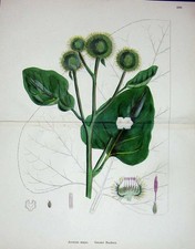 Original Old Antique Print 1902 Botany Colour Greater Burdock Plant