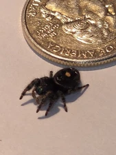 Phidippus Audax Jumping Spider Male Black With Orange Spot Live Pet