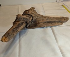 Driftwood aquarium terrarium beach decor taxidermy Centerpiece Oregon Coast
