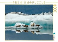 Calvendo Puzzle Seals In JöKulsáRlóN | 1000 Pieces, Finished Size 25.2 × 18.9 In