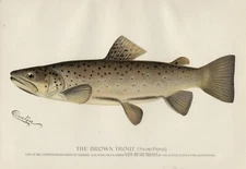 S F Denton 1896 Brown Trout 13x19 Print Sporting Fishing Fish REPRINT