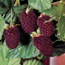 1 - NECTAR BOYSENBERRY Thornless Live Plant / 1 - 2 yr Old Pruned for Planting