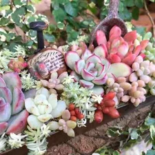 100 Mixed Rare Mini Succulent Seeds, Mult-Color Indoor/Outdoor Plant