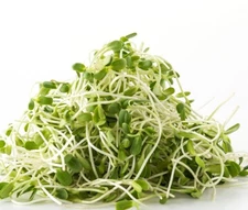 American Purple Top Rutabaga MICROGREEN Seeds | Heirloom | Non-GMO | Sprouts