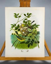 Prairie Warbler Original Antique 1882 BIRDS NESTS Th. Gentry, Ed. Sheppard