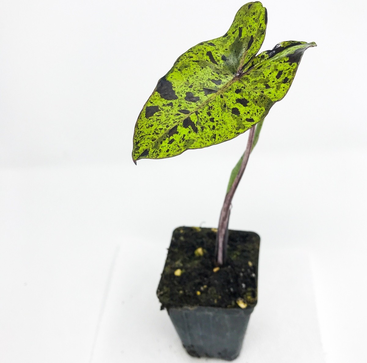 chinese money plant near me Chinese Money Plant | Pilea Peperomioides main image 1