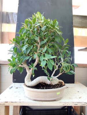 lego botanical collection bonsai Bonsai Tree 10281 main image 0