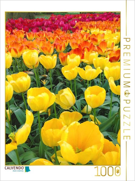 Calvendo Puzzle Triumph Tulips | 1000 Pieces, Finished Size 25.2 × 18.9 In (64 ×-image