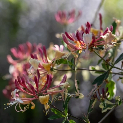 Wald - Geißblatt Harlequin Sherlite 2L - Eine Sorte mit duftenden Blüten - Bild 1 von 4