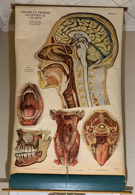 American Frohse Anatomical Head and Neck Chart Plate 7 Vintage 1918 Max Brodel