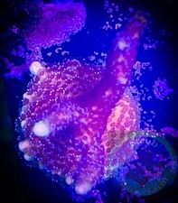 SAF WYSIWYG German Blue Montipora Digitata, Monti, Acro, SPS