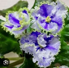 African Violet Kej Joki Starter Plant Std