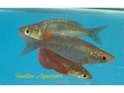 One Red Irian Rainbow Fish Approx 1.5”  T99