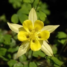50 Yellow Columbine Seeds Flower Perennial Flowers Seed Bloom 136 US SELLER
