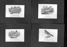 Original Old Antique Print Ref.320 Mounted Card Ref.2 0