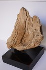 Rare Petrified BRISTLE CONE PINE mounted on the stand. — photo 5