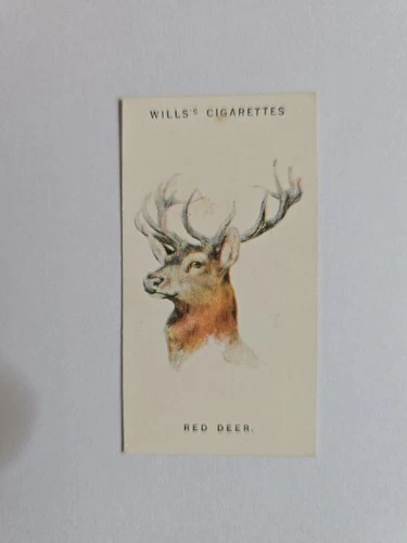 Cigarette card  wills -wild animals heads  - No 17 - free postage - lot  1021