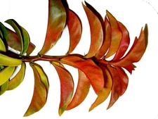 PERESKIA Tropical Gooseberry Thorny Fruiting Cactus Plant Colored Leaf Fragrant