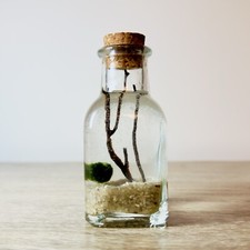 Marimo Moss Ball Terrarium Kit