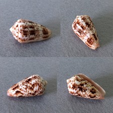 Conus zeylanicus, Dar es Salaam, Tanzania, 49.8mm, GREAT COLORS