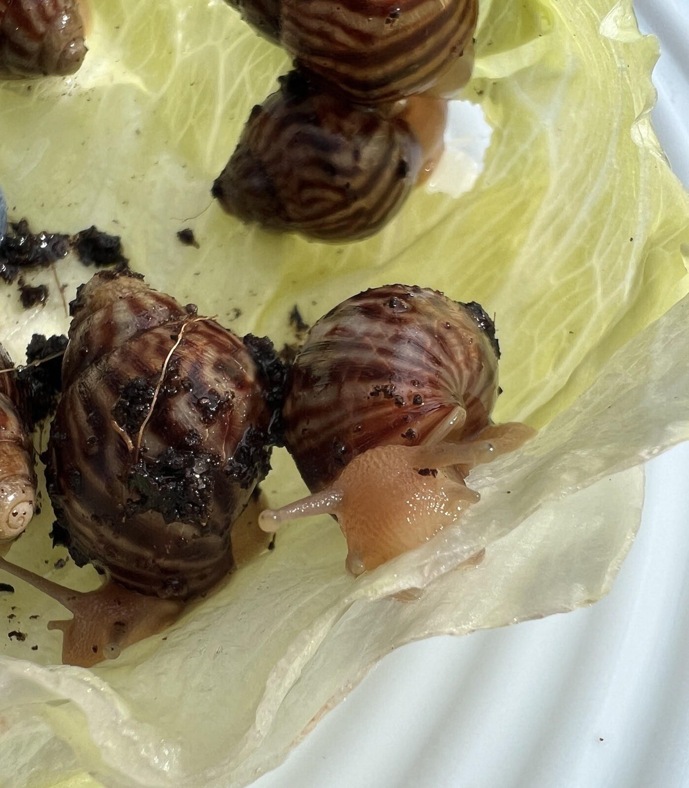 Baby Giant African Land Snail Achatina Fulica FEEDER FOOD eBay