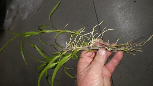 Orchid. Collectable. Neobenthamia gracilis. 6. x Keiki. - Picture 3 of 5