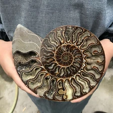 300g+ Natural Crystal ammonite fossil conch specimen healing Home decoration