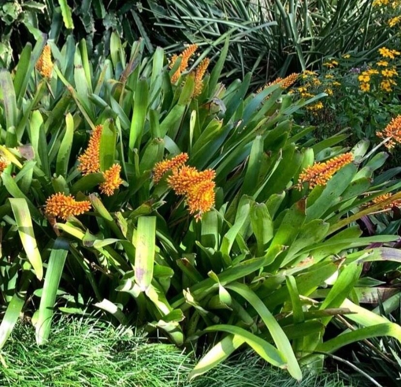 Aechmea distichantha × caudata A0152 Aechmea distichantha 