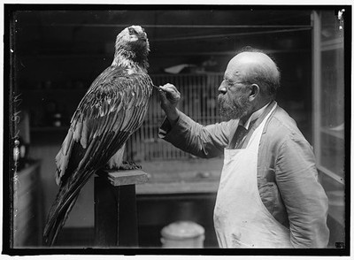 Smithsonian Institution Washington DC 1916 N.R. Wood Mounting Birds Taxidermy