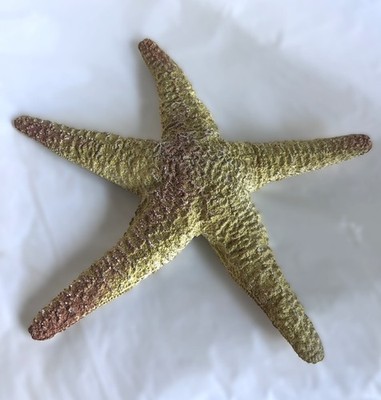 Star Fish AAA Animal Plastic Rubber Replica AAA Figure 9'' Sea Ornament Toy