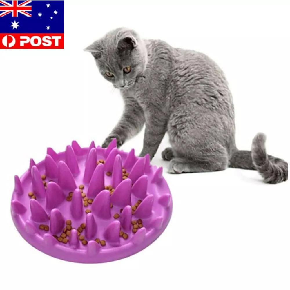 Catch top interactive feeder