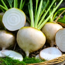 White Albino Beet Seeds - For 2025 Planting Mangel Turnip Garden Beetroot Sugar