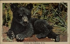 Greetings From Black Bear Cub Parkersburg West Virginia vintage postcard d842