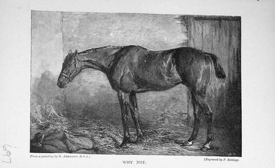 Original alter antiker Druck Portrait 1896 Why Not Horse Baily'S Magazin 19.