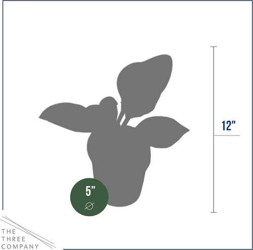 Live Perennial Plants - 10” Tall Assorted Varieties in 1 Quart Pots, 3-Pack - Picture 8 of 13