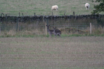 Foto 6x4 Damwild (Dama dama), Kincairney Clunie\/NO1043 This hind an c2006