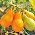 Yellow Pear Tomato Seeds For 2026 Planting Indeterminate Golden Baby Tomatoes