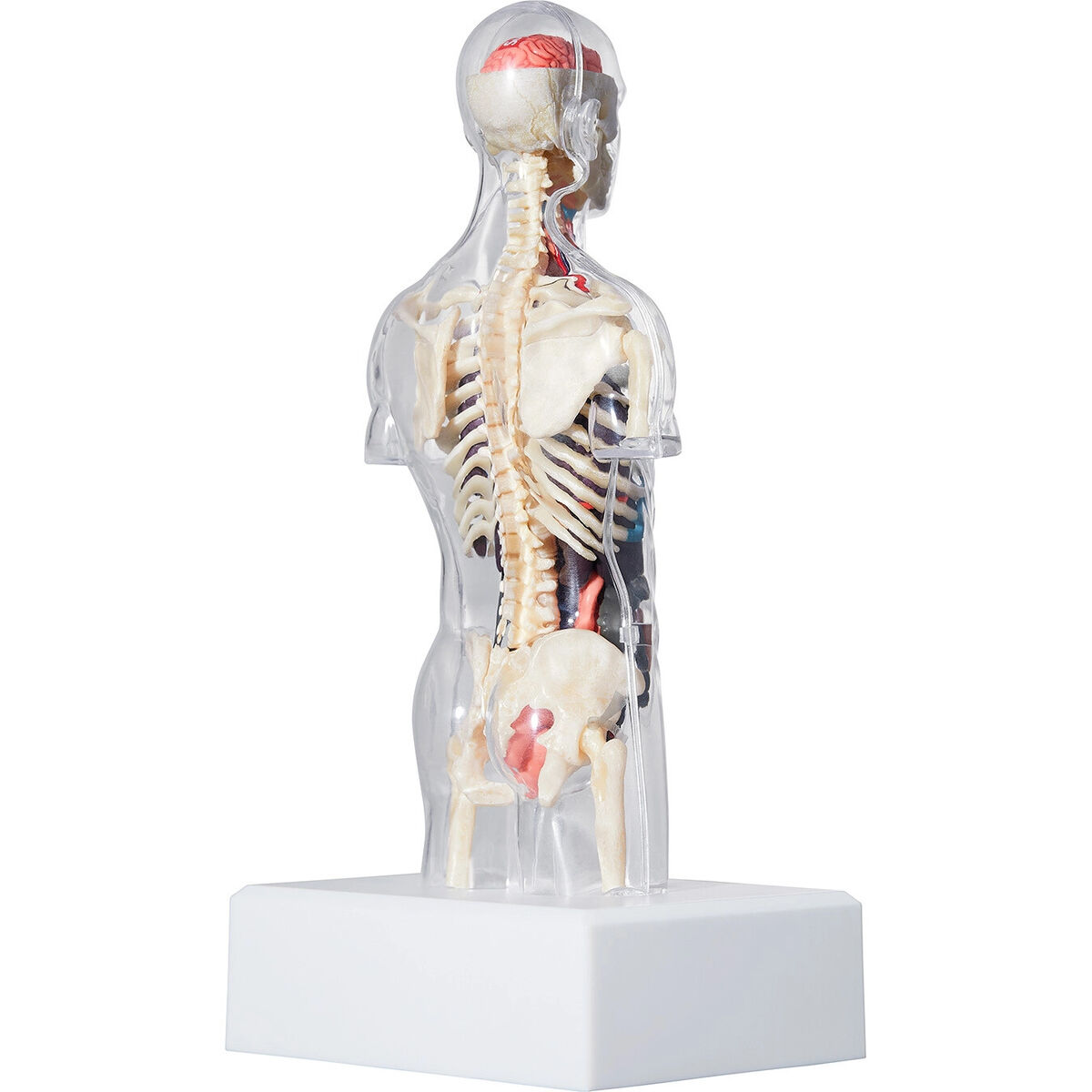 Supreme Male/Female Anatomy Model Clear FW18 (FW18A7) One Supreme Male/Female Anatomy Model Clear FW18 (FW18A7) One