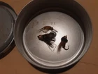 3 OLD FLY FISHING LURES IN EXCELLENT CONDITION
