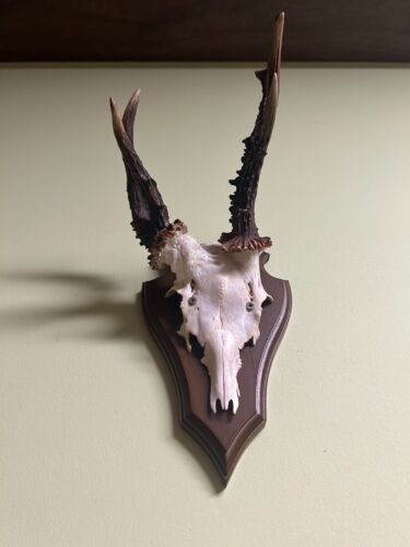 Deer horns. Antlers, taxidermy, wood, hunting trophy - Picture 4 of 4