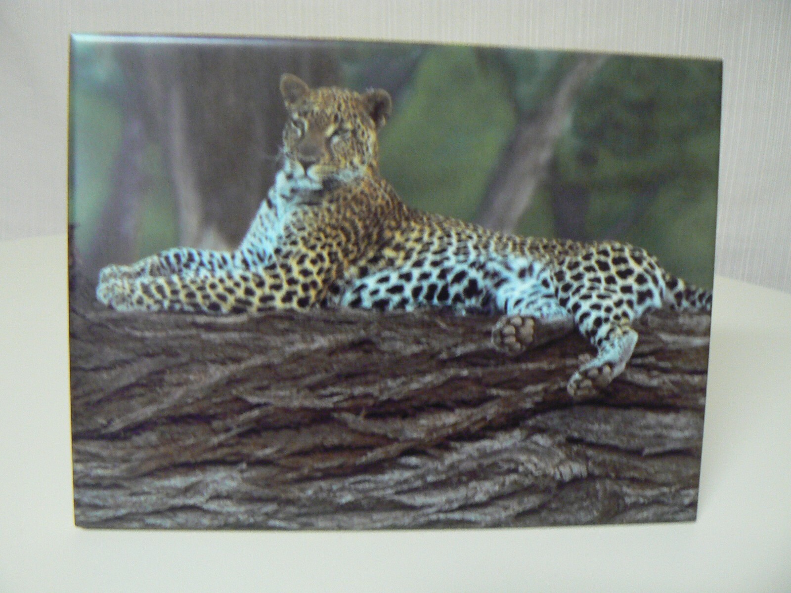 Mug World Leopard Lazy Days Plaque Animal Sitting On Tree Print 6 Mug World Leopard Lazy Days Plaque Animal Sitting On Tree Print 6