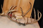 New ListingWide Whitetail Deer Mounts Taxidermy Skull Antler Hunt Rack Log Cabin Wall Decor