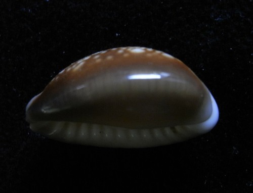 Gema Seashell Cypraea caputserpentis ENANA 18-19 mm - Imagen 4 de 4