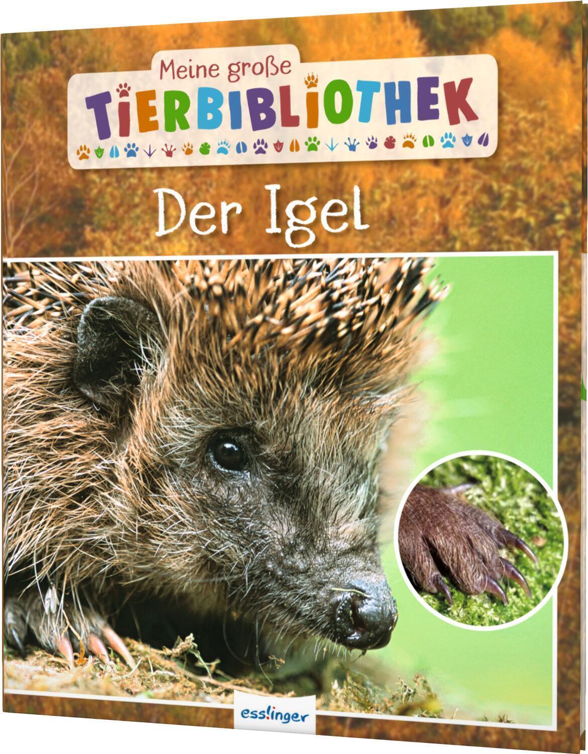 Thumbnail - Valérie Tracqui Meine Große Tierbibliothek: Der Igel 9783480235735