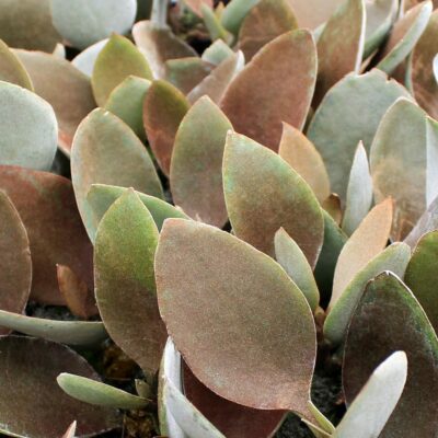 glass plant pot Glass and Terra Cotta Self-Watering Planter